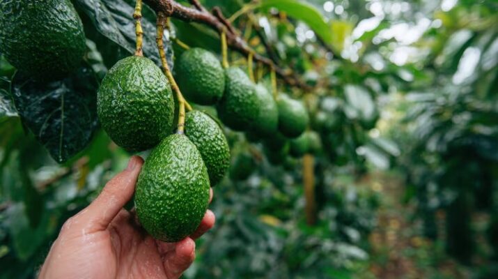 Pilihan Pupuk Terbaik untuk Pohon Alpukat agar Tumbuh Subur dan Rajin Berbuah di Rumah